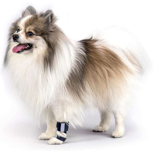 PawSupport™ Hundebandage mit dunkelblauen verstellbaren Gurten und weißer Polsterung an einem Vorderbein
