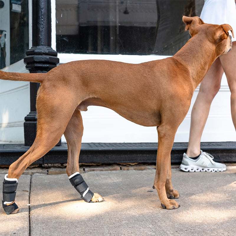 Schwarz-graue PawSupport™ Hundebandage mit verstellbaren Gurten an den Hinterbeinen